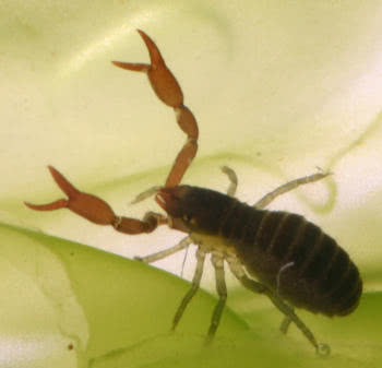 Marine Pseudoscorpion (Neobisium maritimum)